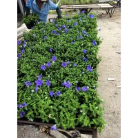 蓝金花苗大杯小杯种类繁多花色丰富耐寒性强别墅庭院种植 电议价格 上海腾飞园艺