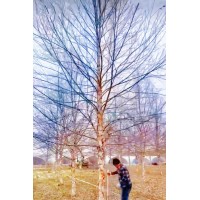 欧洲白桦 河桦18-22公分宝塔形树形优美规格齐全供货速度快 电议价格 恒春银杏苗木