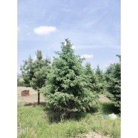 云杉 高度1-13米 冠幅50-350公分四季常青 针叶树 园林绿化景观 电议价格 林业绿化苗圃