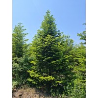 冷杉基地直供 耐阴耐寒园林长青树种 圣诞树 规格齐全 电议价格 抚顺林业绿化苗圃