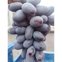 蓝宝石葡萄苗 口感脆甜 现挖现卖 根系发达 电议价格现货 东北葡萄苗基地 子江葡萄苗繁育基地