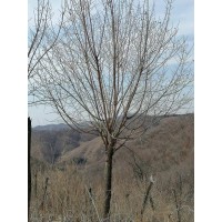 五角枫 18公分五角枫 优质货源分五角枫 树冠分枝匀称 叶形秀丽 电议价格 抚顺林业绿化苗圃