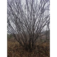 丛生茶条槭 市政绿化工程苗 庭院观赏槭树造型树 东北苗木基地 价格电议 抚顺林业绿化苗圃