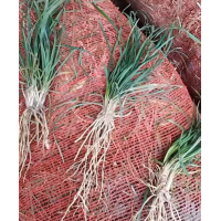 细叶麦冬草、矮麦冬到货鄢陵市场 襄阳麦冬草直销 电议价格大量 老王麦冬草销售