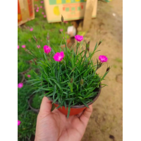 #花镜设计#立体绿化#树桩月季#时令草花#宿根植物#水生植物#观堂草 君睿园林 电议