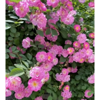 藤本月季、安吉拉月季 高杆月季 藤本月季销售 电议价格 鄢陵君睿园林绿化 月季专供