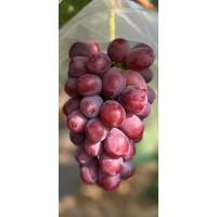 妮娜皇后葡萄‌苗 早熟晚熟中熟葡萄苗系列现货大量 东北葡萄苗基地 子江葡萄苗繁育基地 电议价格