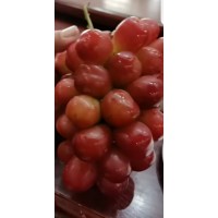 山梨爱心葡萄 日本进口葡萄 红提子葡萄苗 子江葡萄苗繁育基地 电议价格 各种葡萄苗销售