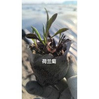 荷兰菊 多色荷兰菊苗 荷兰菊杯苗现货 园林绿化地被植物 花境材料销售 电议价格 美旺花卉园