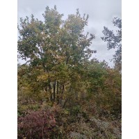 丛生蒙古栎树 孤植 丛植或与其它树木混交成林均甚适宜 电议价格 抚顺林业绿化苗圃