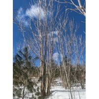 大量供应水曲柳树苗移植苗 大叶梣 庭院绿化栽植苗 行道栽植丛生树 电议价格 抚顺林业绿化苗圃