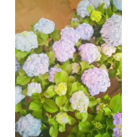 供应无尽夏八仙花苗 绣球花苗 喜光耐半阴 宜温暖湿润 不甚耐寒 电议价格 天娇园林