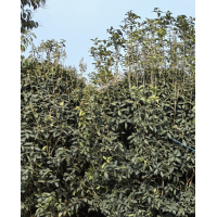 批发精品桂花 8-12公分金桂景区园林观赏种植 冠幅饱满规格齐全 电议价格 旭达园林