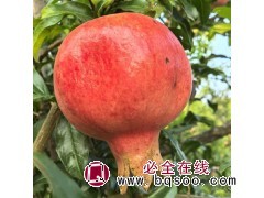 石榴苗 丛生石榴花 花石榴 绿篱球造型球 金叶女贞造型球 鄢陵优艺园林 电议价格现货有量图1