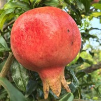 石榴苗 丛生石榴花 花石榴 绿篱球造型球 金叶女贞造型球 鄢陵优艺园林 电议价格现货有量