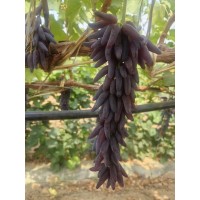 蓝宝石葡萄 女巫指葡萄 无核葡萄品种苗大量供应 子江葡萄苗繁育基地 电议价格 东北葡萄苗