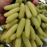 兰博基尼葡萄 极早熟欧亚种 糖度可达21-26度 电议价格 子江葡萄繁育基地 东北葡萄苗销售