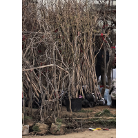 紫藤 0.5-10公分紫藤苗 鄢陵苗木配送中心 电议价格 现货大量 攀援植物 凉亭造景植物