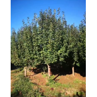 八棱海棠12到15公分，鄢陵花木市场现货销售中 电议价格现货装车 绿水缘园林绿化