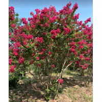 玫瑰红紫薇 丛生玫瑰红紫薇 单杆玫瑰红紫薇树 园林绿化树 电议价格 鄢陵古建园林绿化