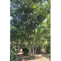 丛生榔榆树 榔榆造型树 地产楼盘销售部 小区大门绿化树 电议价格 鄢陵古建园林绿化