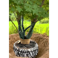 1-60公分丛生五角枫 7米三角枫 公园绿化 城市景观树 地产楼盘造境树 电议价格 森之源苗木