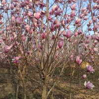 6-8-10公分红玉兰 园林景观园艺树 小区绿化景观树规格齐全 电议价格 鄢陵花木 航硕园林