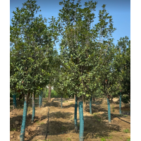 红叶石楠高杆树 8-12公分假植红叶石楠树 电议价格 鄢陵花木市场  旺林园林绿化