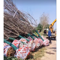 樱花基地直供 10-20公分樱花树 货源充足 道路绿化 风景观赏树 电议价格 玖裕园林绿化