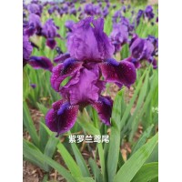 鸢尾 德国鸢尾 印度首领鸢尾 紫鸢尾 紫罗兰鸢尾 鸢尾杯苗 地被植物 电议价格 宁香花卉