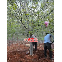 紫玉兰 15公分精品玉兰树 红玉兰 园林绿化工程景观树 电议价格 南阳玉兰 实创花卉苗木