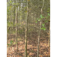 弗吉尼亚栎 苗圃大量出售4-5-6公分的弗吉尼亚栎，下苗圃，上工程都可以用 电议价格 飞燕苗圃