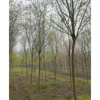 垂柳树 苗圃大量出售6-7公分垂柳，分支点2.2-2.3米，需要的联系 电议价格 飞燕苗圃