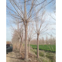 重阳木现货 出售15-20公分的重阳木，有需要的直接联系 东台苗木 电议价格 飞燕苗圃