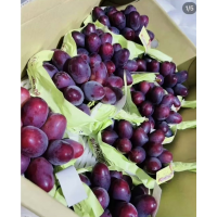 红提 长野胭脂皇后红提苗 甜度高 葡萄苗现货 东北葡萄苗价格 子江葡萄苗繁育基地 电议价格 葡萄苗