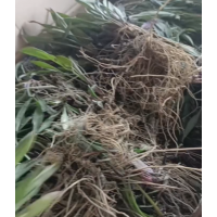 荷兰菊蓝梦 蓝色荷兰菊裸根苗大量发货 荷兰菊杯苗小苗 电议价格 宛鑫园林 鞍山花卉