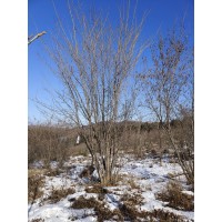 5-6-7-8-9米丛生五角枫基地 园林绿化苗木 各种规格齐全 树形优美 电议 东北苗木 林业绿化苗圃