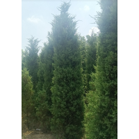 蜀桧 3-6米蜀桧造型树 龙柏苗 0.5-2米龙柏苗 龙柏小苗 电议价格 周口苗木 松青园林