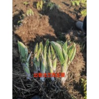 法兰西玉簪 别墅庭院小区公园绿化苗 市政园林花坛租摆花卉 电议价格 莉娜宿根花卉基地