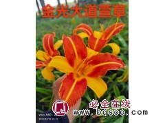 萱草 金光大道萱草杯苗 地被植物 阜新市莲香花木培植园 电议价格 东北宿根花卉基地图1