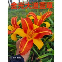 萱草 金光大道萱草杯苗 地被植物 阜新市莲香花木培植园 电议价格 东北宿根花卉基地