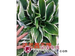 紫玉簪 金边玉簪 法兰西玉簪 玉簪杯苗 玉簪裸根苗 大量电议价格 阜新市莲香花木培植园图1