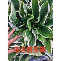 紫玉簪 金边玉簪 法兰西玉簪 玉簪杯苗 玉簪裸根苗 大量电议价格 阜新市莲香花木培植园