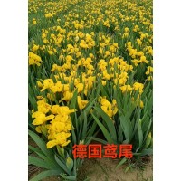 鸢尾苗 紫褐鸢尾 德国鸢尾 园林绿化地被植物 东北鸢尾苗销售 电议价格 莲香花木培植园