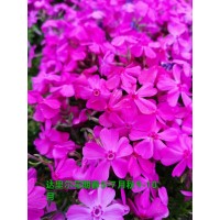 福禄考 丛生福禄考 园林绿化工程地被花卉苗 东北花卉裸根苗杯苗批发 电议大量 莲香花木培植园