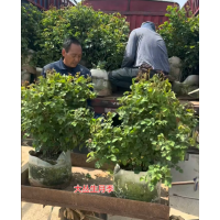 丛生月季批发 耐修剪 喜温暖气候 丛生密集 电议价格 南阳月季基地 实创花卉苗木