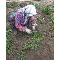 玉簪苗 花叶玉簪裸根苗 玉簪杯苗 鞍山花卉基地 电议价格 园林绿化地被植物 宛鑫园林