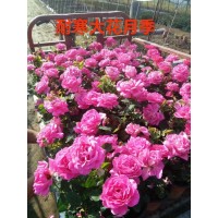 大花月季别名大花香水月季室内盆栽种植观赏花卉 庭院别墅造景苗 电议 莲香花木培植园