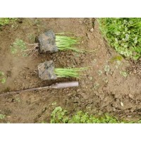 马兰 露天种植 城市绿化栽植花镜 基地发货 观赏时间长 马兰杯苗大量 莉娜宿根花卉园