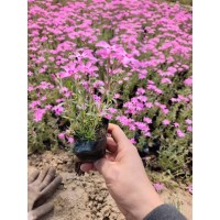 宿根花卉 莉娜宿根花卉基地 大量出售福禄考 丛生福禄考苗 电议价格 鞍山花境材料供应